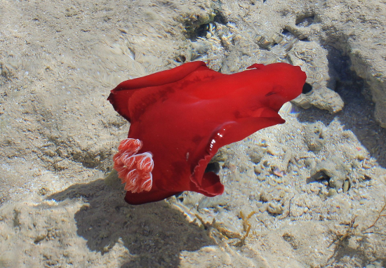  Hexabranchus sanquineus (Spanish Dancer)